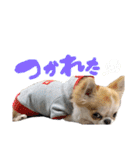 チワワの愛犬さらん（個別スタンプ：18）