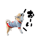 チワワの愛犬さらん（個別スタンプ：19）
