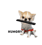 チワワの愛犬さらん（個別スタンプ：20）