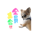 チワワの愛犬さらん（個別スタンプ：21）
