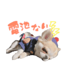 チワワの愛犬さらん（個別スタンプ：22）