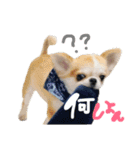 チワワの愛犬さらん（個別スタンプ：23）