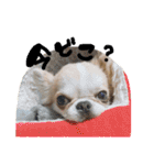 チワワの愛犬さらん（個別スタンプ：24）