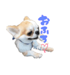 チワワの愛犬さらん（個別スタンプ：25）