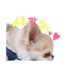 チワワの愛犬さらん（個別スタンプ：26）