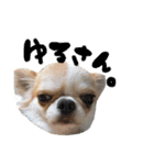 チワワの愛犬さらん（個別スタンプ：29）