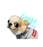 チワワの愛犬さらん（個別スタンプ：30）