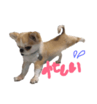 チワワの愛犬さらん（個別スタンプ：31）