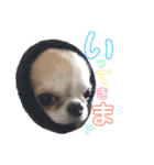 チワワの愛犬さらん（個別スタンプ：32）