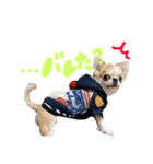 チワワの愛犬さらん（個別スタンプ：33）