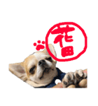 チワワの愛犬さらん（個別スタンプ：34）