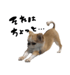 チワワの愛犬さらん（個別スタンプ：35）