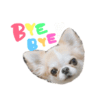 チワワの愛犬さらん（個別スタンプ：36）