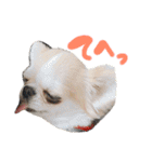 チワワの愛犬さらん（個別スタンプ：38）