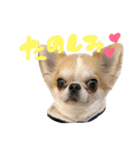 チワワの愛犬さらん（個別スタンプ：39）