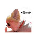 チワワの愛犬さらん（個別スタンプ：40）
