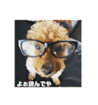 チャッピーとクッキーの日日是好日（個別スタンプ：2）