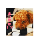 チャッピーとクッキーの日日是好日（個別スタンプ：11）