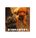 チャッピーとクッキーの日日是好日（個別スタンプ：13）