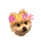 ポメラニアン ちぃちゃん日常1（個別スタンプ：10）