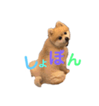 ポメラニアン ちぃちゃん日常1（個別スタンプ：12）