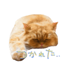 うちのねこ2@ししまる×ココちゃん（個別スタンプ：1）