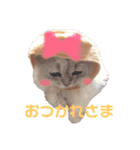 うちのねこ2@ししまる×ココちゃん（個別スタンプ：15）