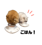 うちのねこ2@ししまる×ココちゃん（個別スタンプ：22）