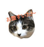 うちのりむたん（個別スタンプ：1）