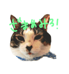 うちのりむたん（個別スタンプ：3）