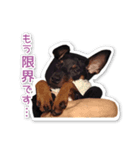 意外と使えるワンちゃんスタンプ★ミニピン（個別スタンプ：1）