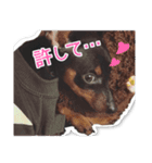 意外と使えるワンちゃんスタンプ★ミニピン（個別スタンプ：2）