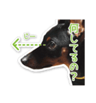 意外と使えるワンちゃんスタンプ★ミニピン（個別スタンプ：5）