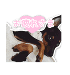 意外と使えるワンちゃんスタンプ★ミニピン（個別スタンプ：6）