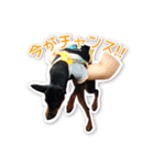 意外と使えるワンちゃんスタンプ★ミニピン（個別スタンプ：8）