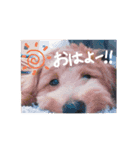 アディとポロ（個別スタンプ：3）