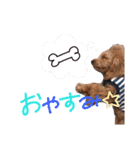 アディとポロ（個別スタンプ：4）