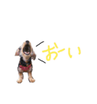 アディとポロ（個別スタンプ：5）