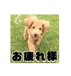アディとポロ（個別スタンプ：7）