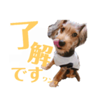 アディとポロ（個別スタンプ：8）