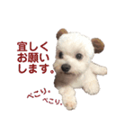 チワプー のパンくん（個別スタンプ：1）