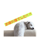 チワプー のパンくん（個別スタンプ：3）