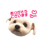 チワプー のパンくん（個別スタンプ：6）