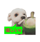 チワプー のパンくん（個別スタンプ：7）