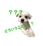 チワプー のパンくん（個別スタンプ：18）
