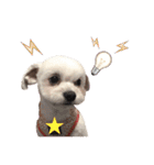 チワプー のパンくん（個別スタンプ：22）