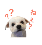 チワプー のパンくん（個別スタンプ：23）