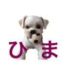 チワプー のパンくん（個別スタンプ：24）