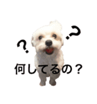 チワプー のパンくん（個別スタンプ：25）
