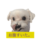 チワプー のパンくん（個別スタンプ：27）